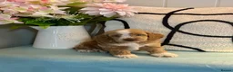 Cockapoo dogs for sale: 6 gorgeous f1 apricot Cockerpoos  - Advert 7