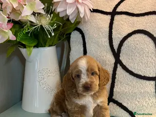 Cockapoo dogs 7 gorgeous f1 apricot Cockerpoos - Advert 3