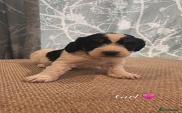 Cockapoo dogs for sale: F1 beautiful puppies 🤍 - Image 2