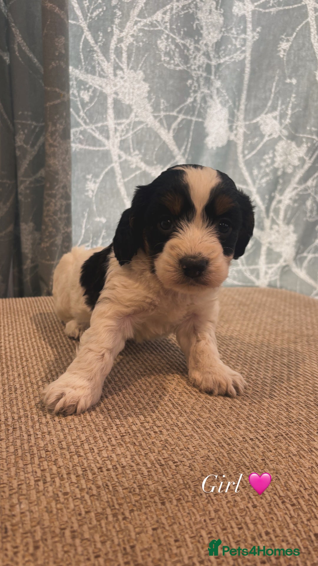 Cockapoo dogs for sale: F1 beautiful puppies 🤍 - Image 2