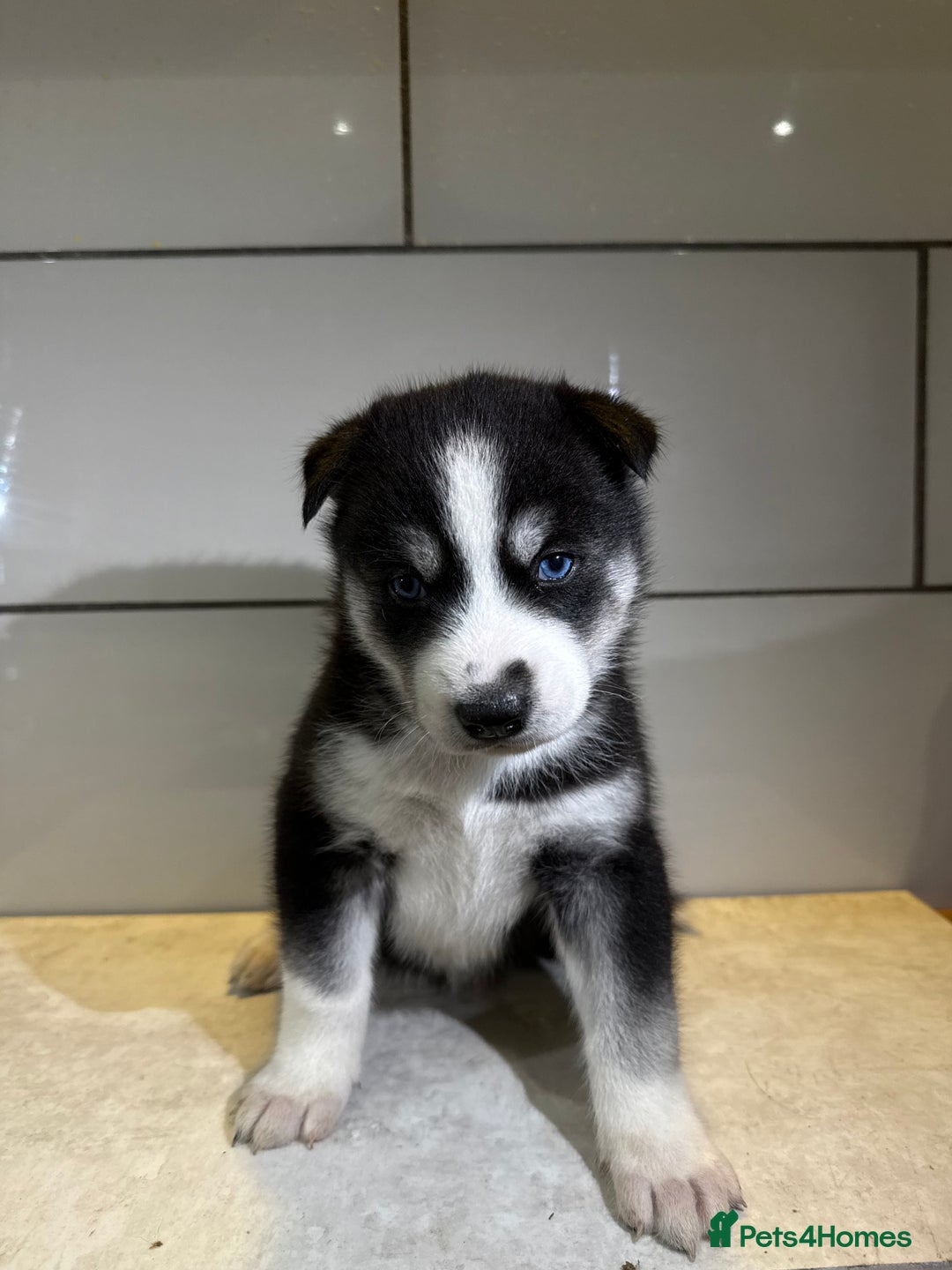 Siberian Husky dogs for sale: Husky Puppies 🩵🩷 - Advert 14