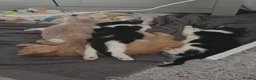 Mixed Breed cats for sale: 3 cute playful kittens available  in Birmingham - Advert 16