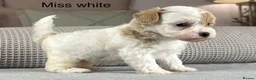 Maltipoo dogs for sale: BEAUTIFUL MALTIPOOS FROM DNA TESTED CLEAR PARENTS  - Advert 4