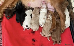 Cocker Spaniel dogs for stud: Champion Bred KC Cocker Spaniel & ALL Health Tests in Cranbrook - Image 23