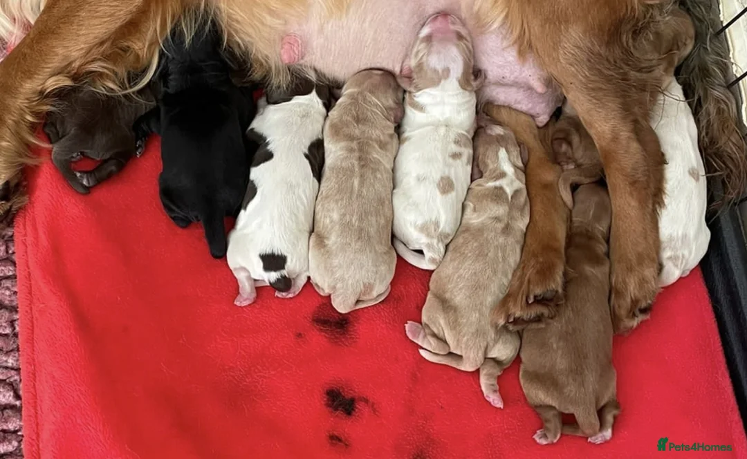 Cocker Spaniel dogs for stud: Champion Bred KC Cocker Spaniel & ALL Health Tests in Cranbrook - Advert 21