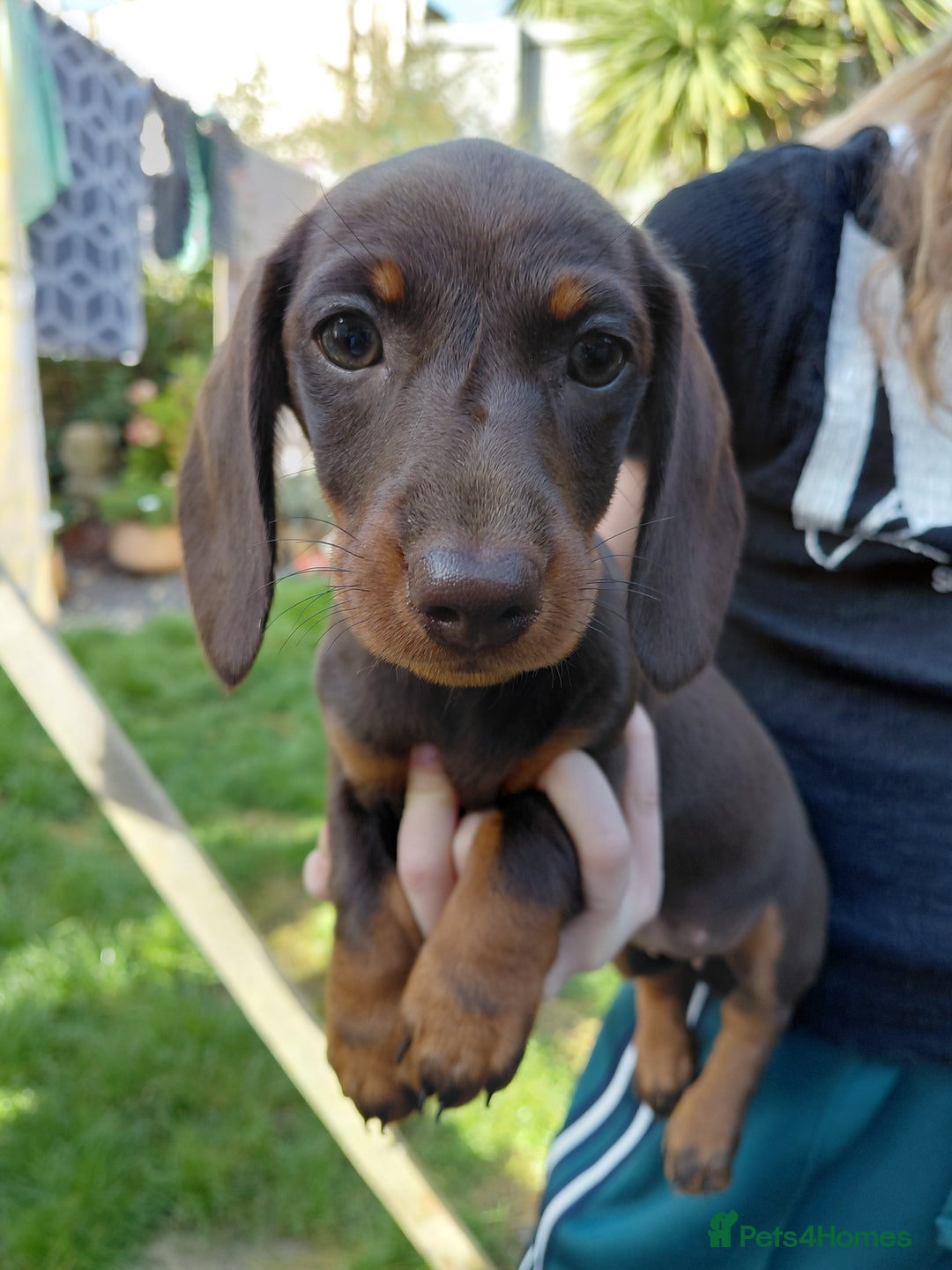 Dachshund dogs for sale: Miniature Daschund - Image 18