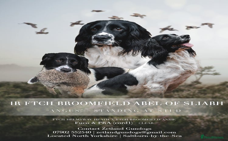 English Springer Spaniel dogs - Advert 15