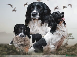 English Springer Spaniel dogs - Advert 2