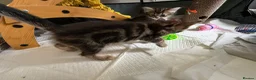 Mixed Breed cats for sale: Adorable Fluffy Tabby MaineCoon mixed Kitten🐱💕  - Advert 10