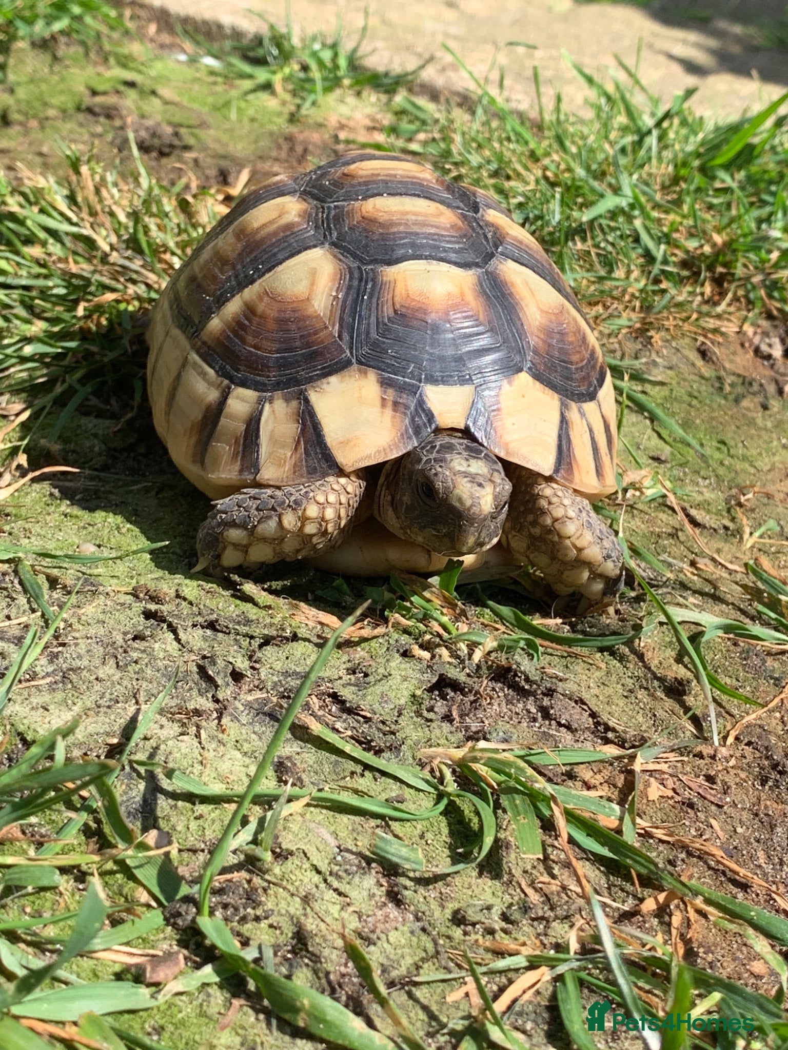 Tortoise reptiles Female Marginated Tortoise (4 years old) - Advert 8