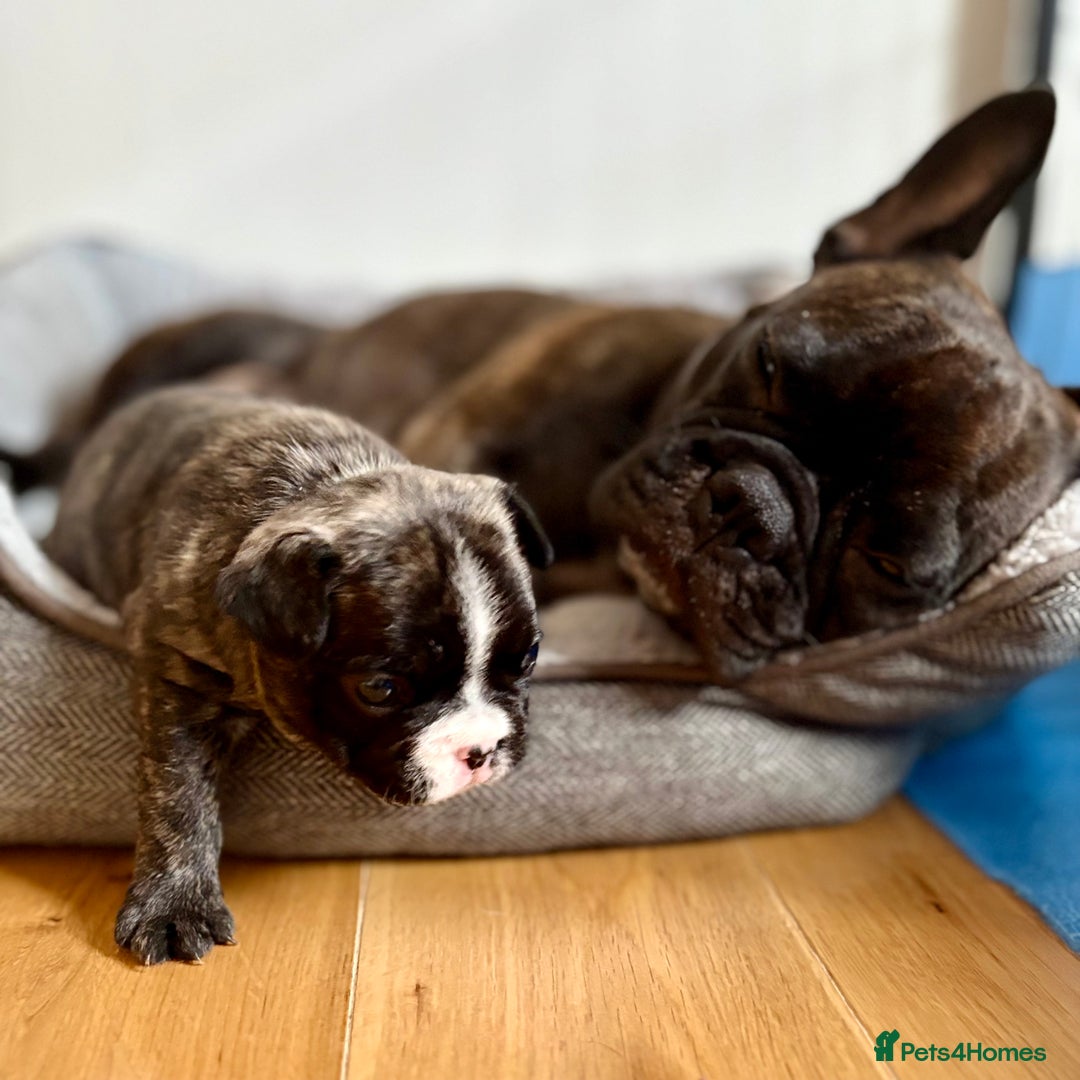 French Bulldog dogs for sale: Beautiful Blue-Eyed French Bulldog Puppies - Image 6