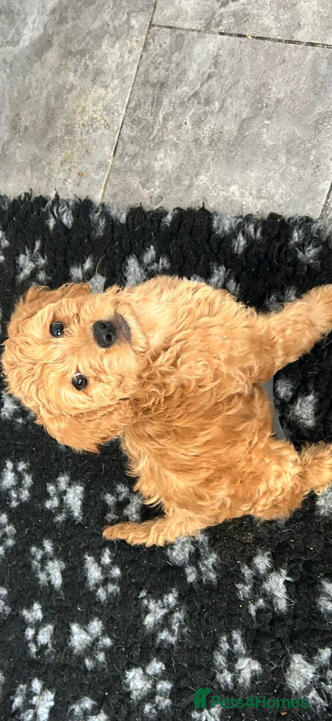 Mixed Breed dogs for sale: final reduction to find forever home  - Image 22