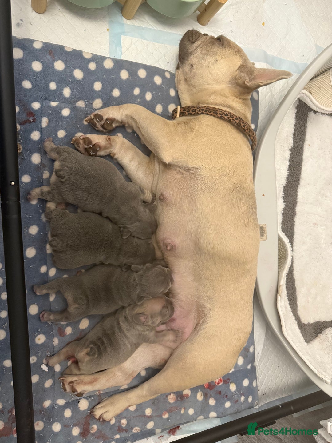 French Bulldog dogs for sale: French Bulldogs - Image 8