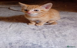 Mixed Breed cats for sale: Two male ginger kittens - Image 4