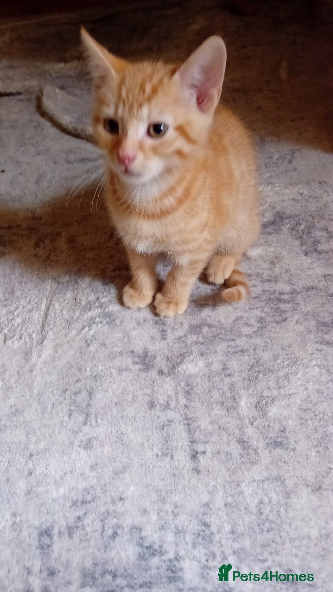 Mixed Breed cats for sale: Two male ginger kittens - Image 4