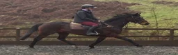 Irish Thoroughbred horses for sale: The legend that is brownie  - Advert 5