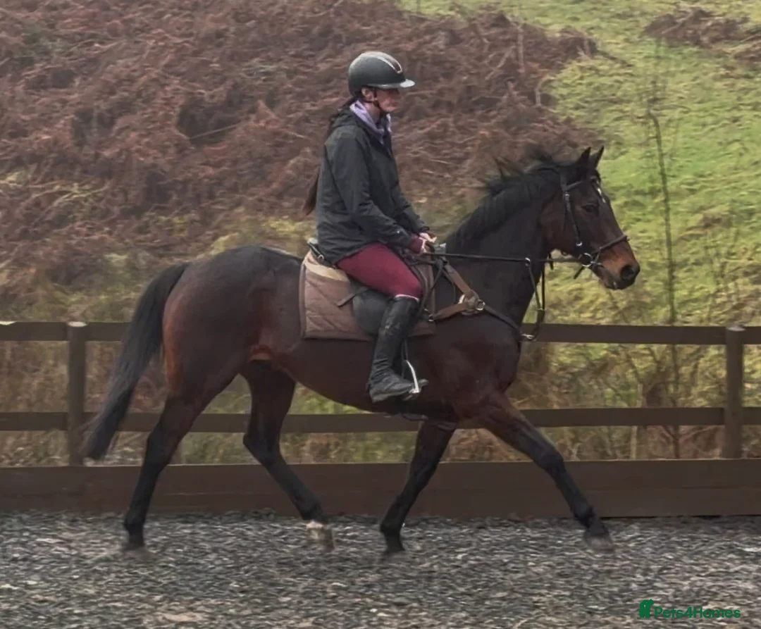 Irish Thoroughbred horses for sale: The legend that is brownie  - Advert 5