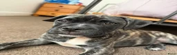 Mixed Breed dogs for sale: Staff mixed with pug in Manchester - Advert 5