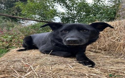 Mixed Breed dogs for adoption: Lady - Norwich Norfolk  - Image 4