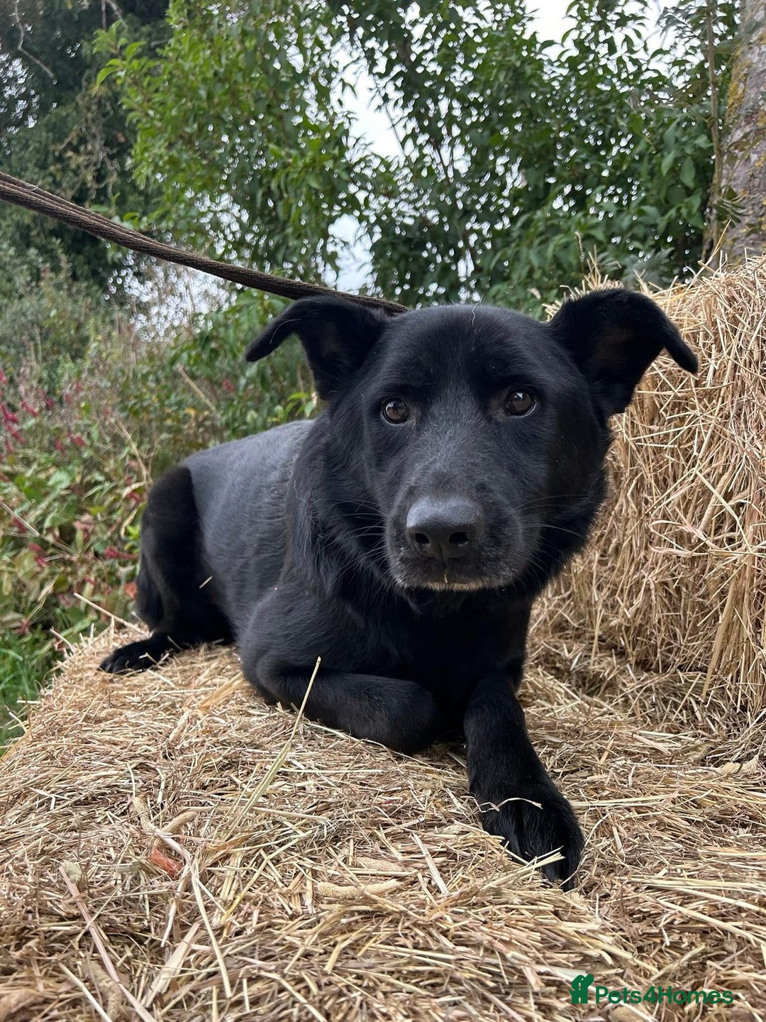 Mixed Breed dogs for adoption: Lady - Norwich Norfolk  - Image 4