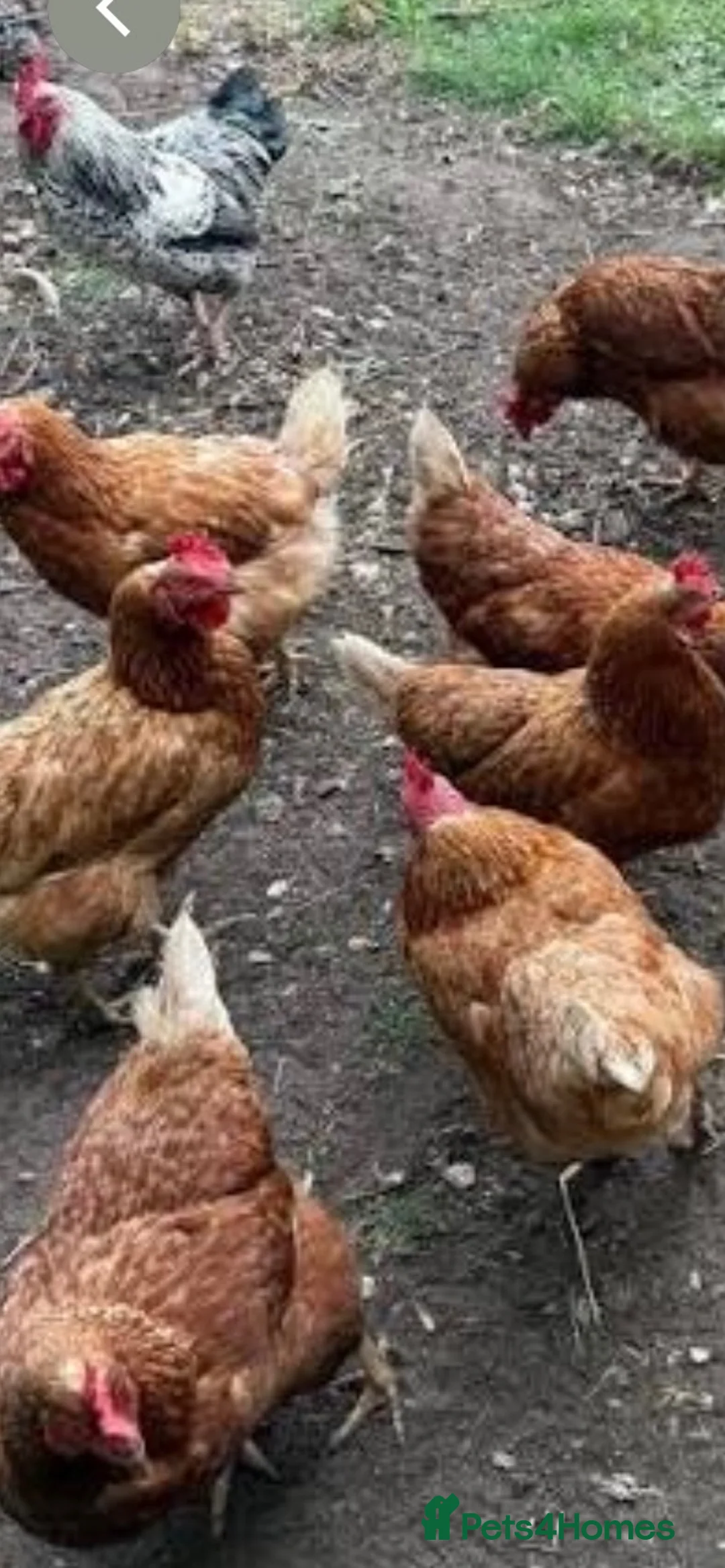 Chickens poultry for sale: Wanted ex battery hens  - Advert 2