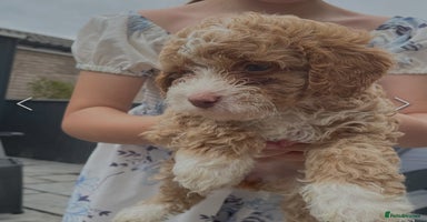Cockapoo dogs - Advert 5