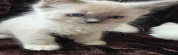 Ragdoll cats for sale:  🏆GCCF REG. EXTENSIVELY TESTED RAGDOLL KITTENS 🌟 - Advert 12