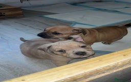 Mixed Breed dogs for sale: Beautiful pups with stunning markings  - Image 29