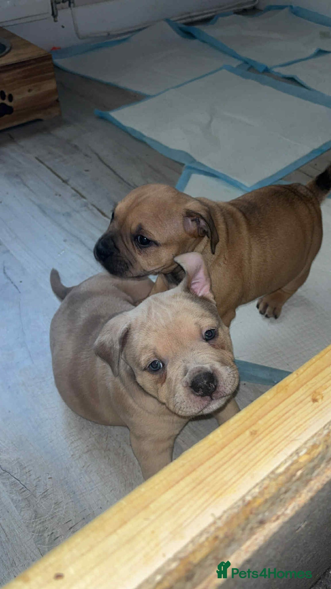 Mixed Breed dogs for sale: Beautiful pups with stunning markings  - Image 29