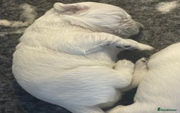 Golden Retriever dogs for sale: Golden retriever puppy’s from licensed breeder - Image 7