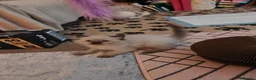 Ragdoll cats for sale: Lucky boy - Advert 13