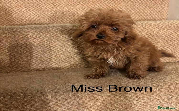 Cavapoo dogs - Advert 15