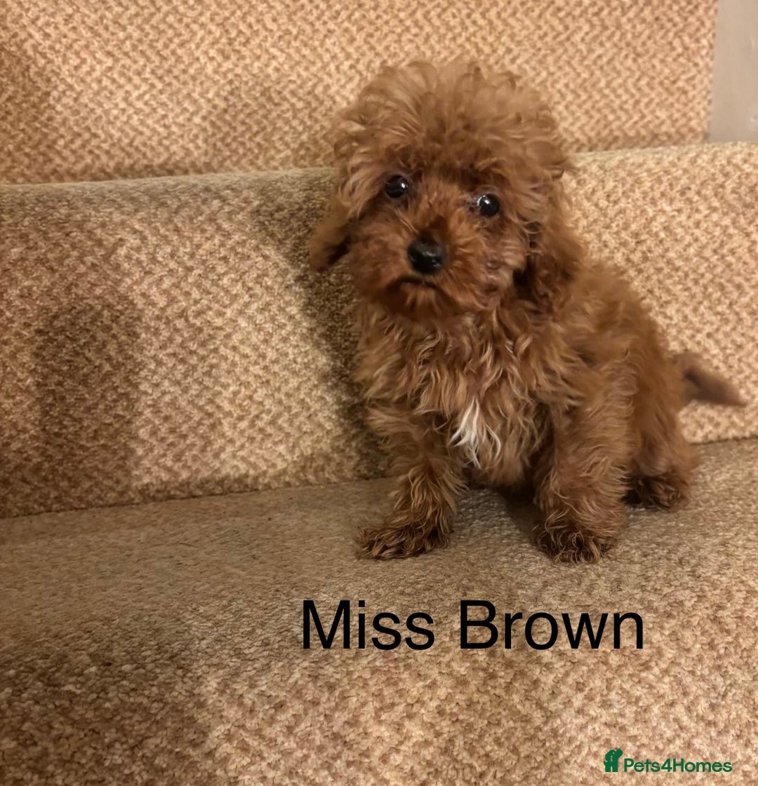 Cavapoo dogs for sale: Final X1 Female F1b Cavapoo puppy remaining  - Advert 1