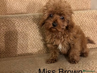 Cavapoo dogs - Advert 10
