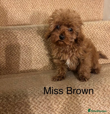 Cavapoo dogs - Advert 11