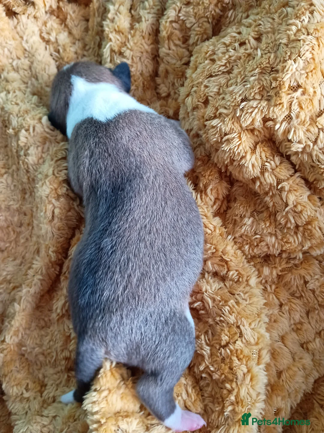 Basenji dogs for sale: Top quality lines pedigree Basenji pups.Ready now. - Advert 23