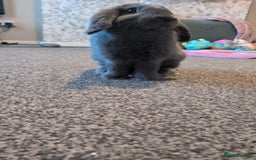 French Lop rabbits for sale: French lop rabbit  - Image 2