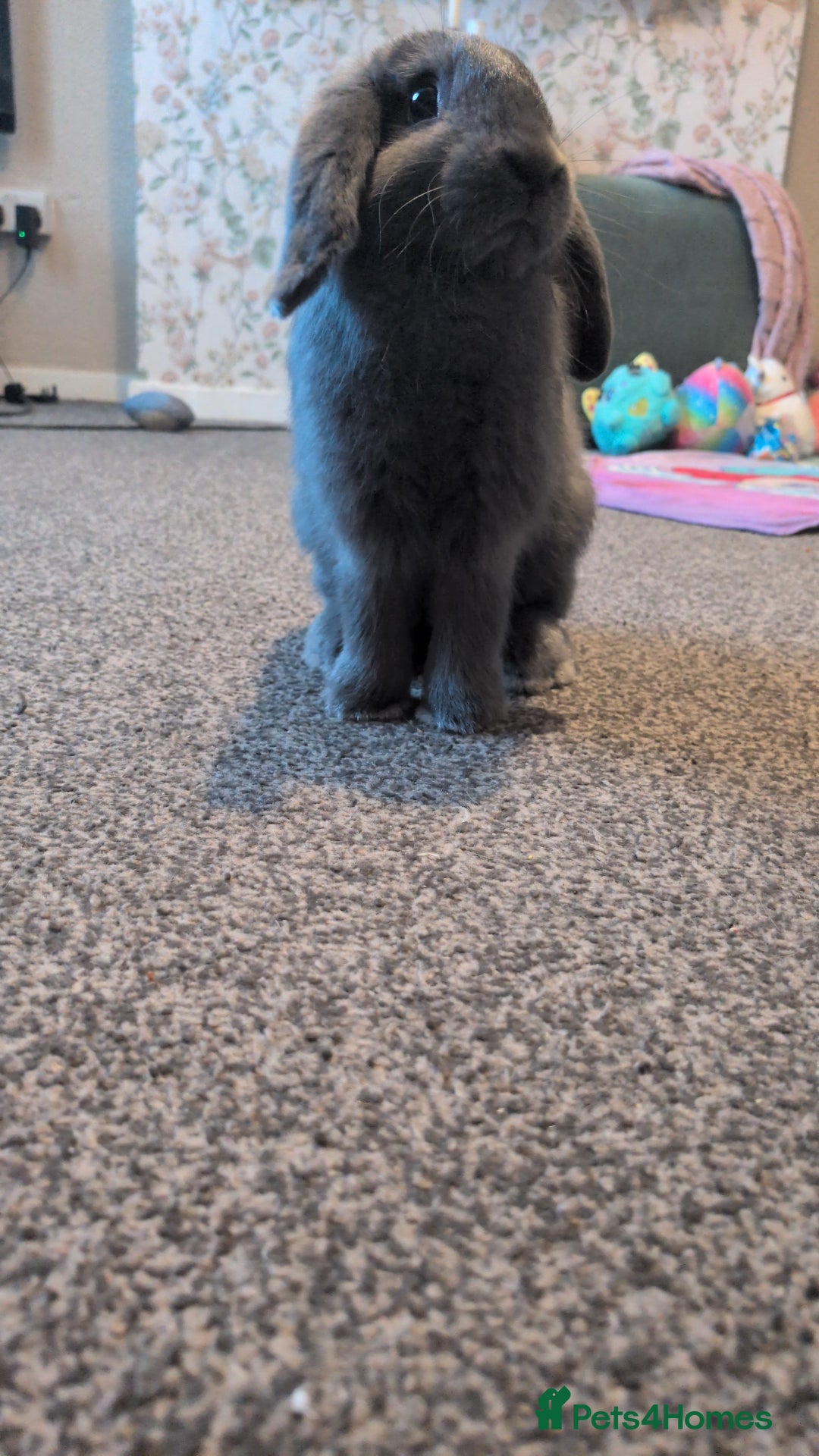 French Lop rabbits for sale: French lop rabbit  - Image 2