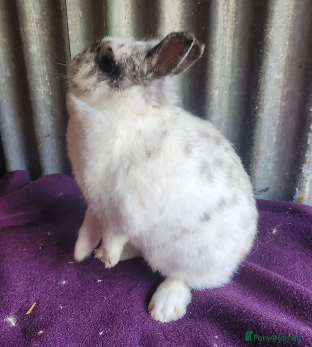 Netherland Dwarf rabbits for sale: Beautiful 'Bubble' Netherland Dwarf doe - Advert 6