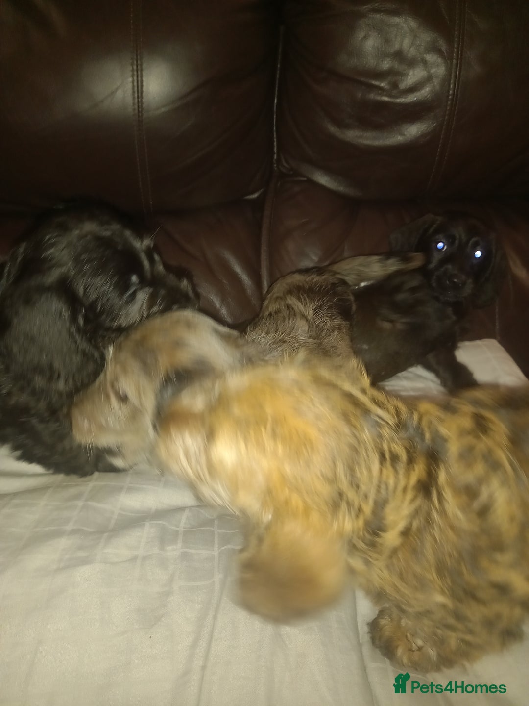 Doxiepoo dogs for sale: Doxipoo  - Advert 9