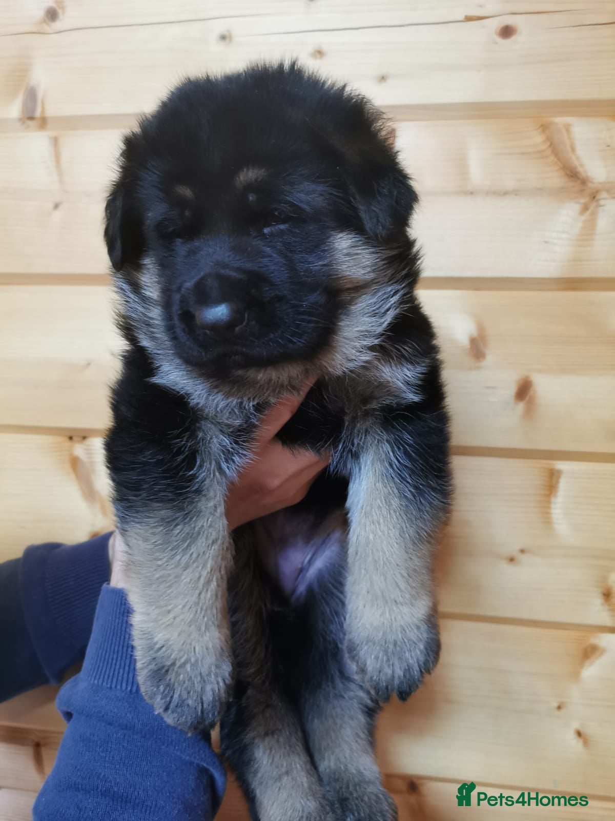 German Shepherd dogs Exceptional German Shepherd Puppies  - Advert 14