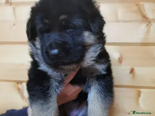 German Shepherd dogs Exceptional German Shepherd Puppies - Advert 14