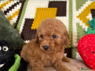 Cavapoo dogs - Advert 4