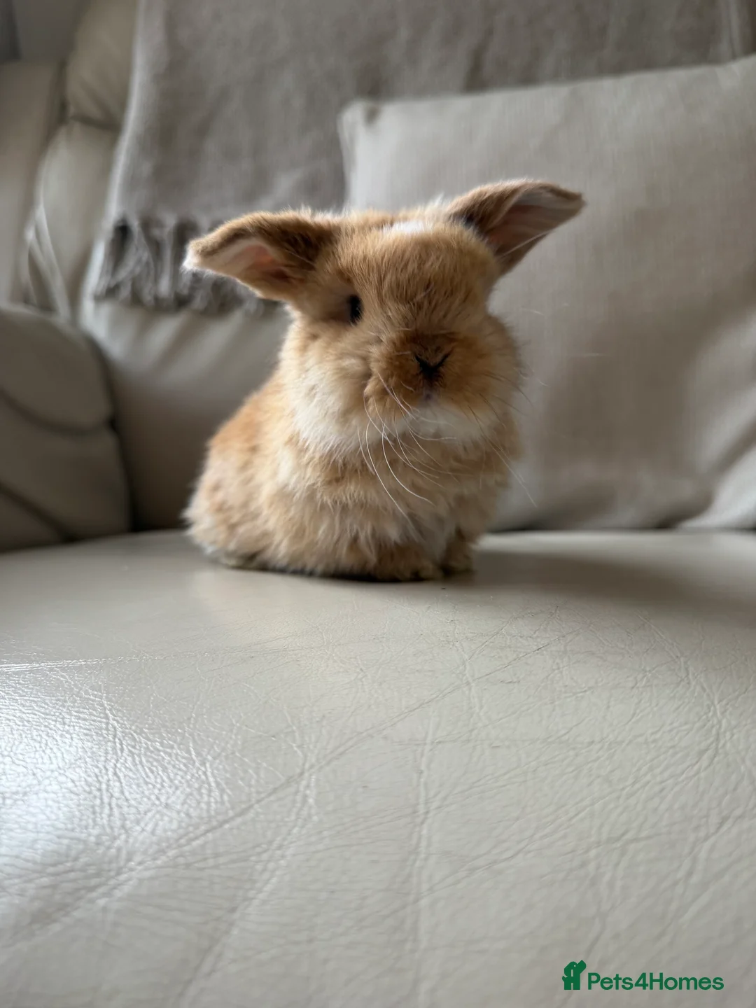 Mini Lop rabbits for sale: Mini Lops available - Advert 12