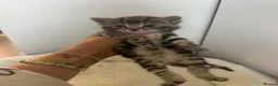 Mixed Breed cats for sale: Beautiful male and female kitten - Advert 7