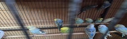 Budgerigars birds for sale:  budgies for sale - Advert 12