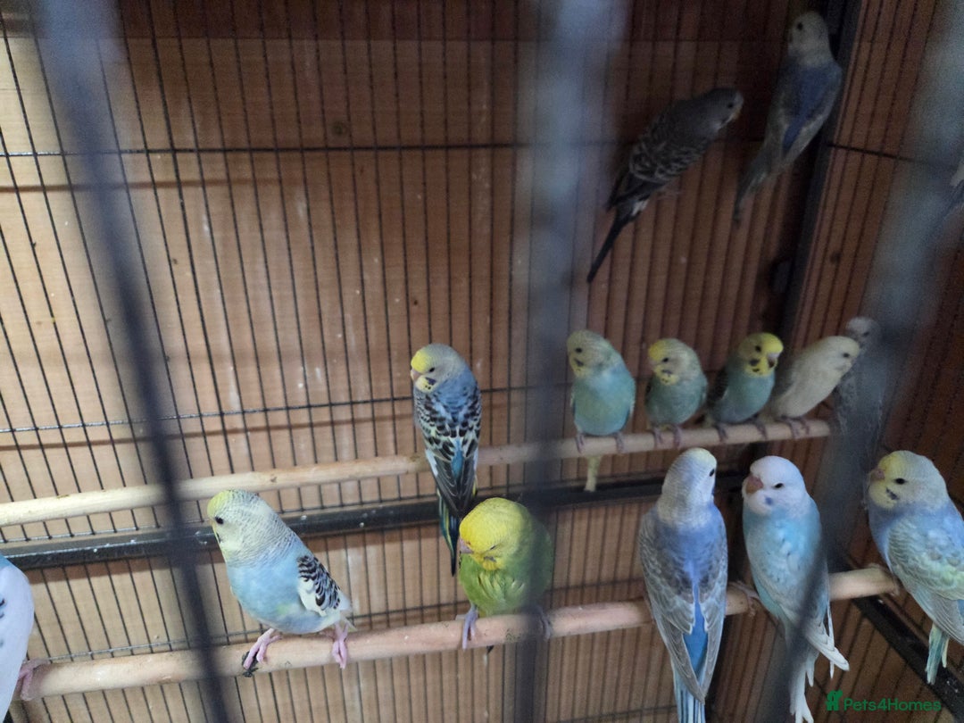 Budgerigars birds for sale:  budgies for sale - Advert 12