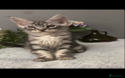 Maine Coon cats for sale: Maine coon kittens TICA registered  - Image 27