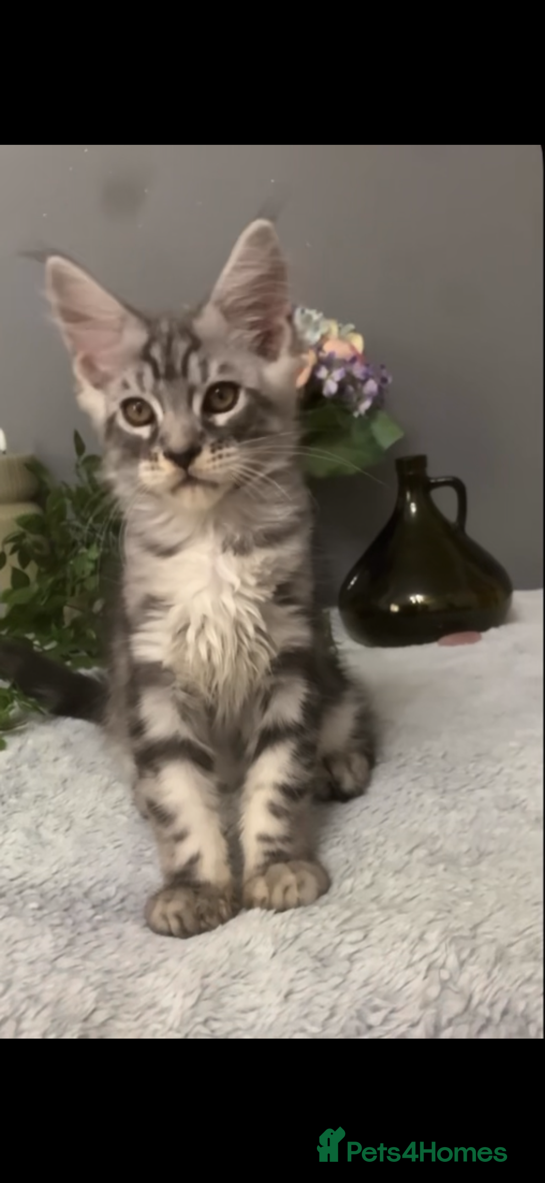 Maine Coon cats for sale: Maine coon kittens TICA registered  - Image 27