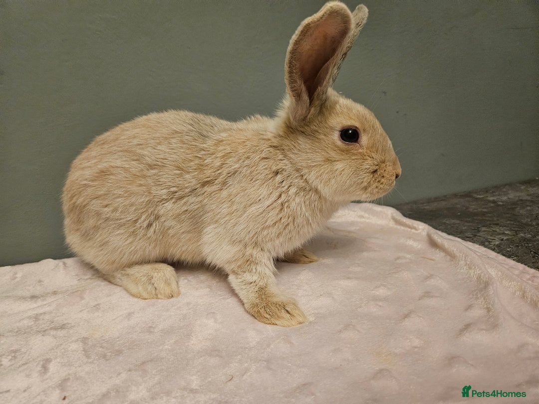 Mixed Breed rabbits for sale: Flemish Giant x buck ** last one left** - Advert 5